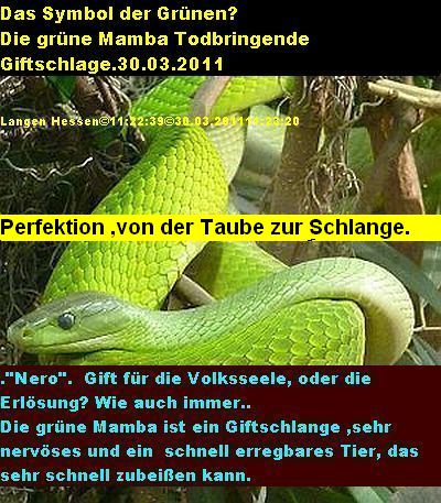 greenmamba.grosstaubeok1.jpg